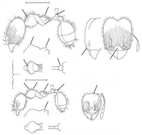 Pheidole unicornis Wilson 2003.jpg