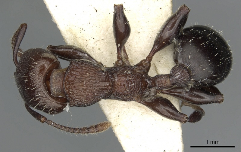 File:Podomyrma chasei casent0901493 d 1 high.jpg