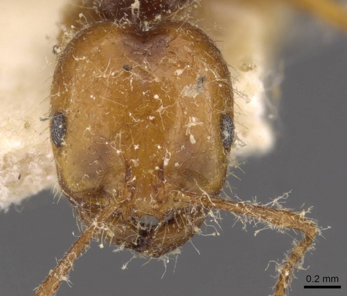 File:Solenopsis electra casent0908803 h 1 high.jpg