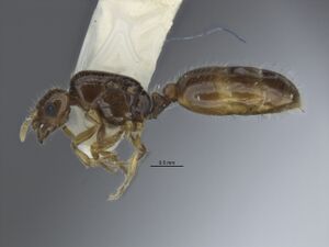 Solenopsis quadridentata holotype side.jpg