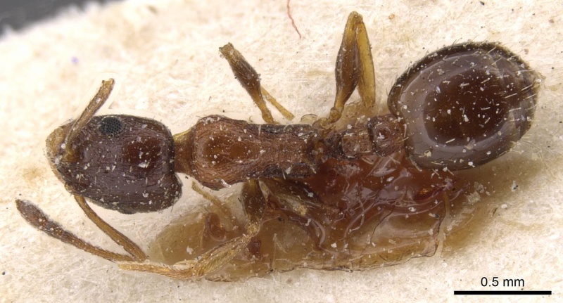 File:Temnothorax tyndalei casent0912919 d 1 high.jpg