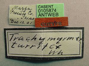 Trachymyrmex turrifex casent0105874 label 1.jpg