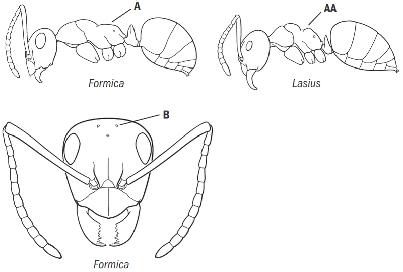 File:Fisher & Cover 2007, Key Fig. 10.png