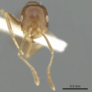 Monomorium mintiribe casent0249835 h 2 high.jpg