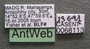 Monomorium subopacum casent0068113 label 1.jpg