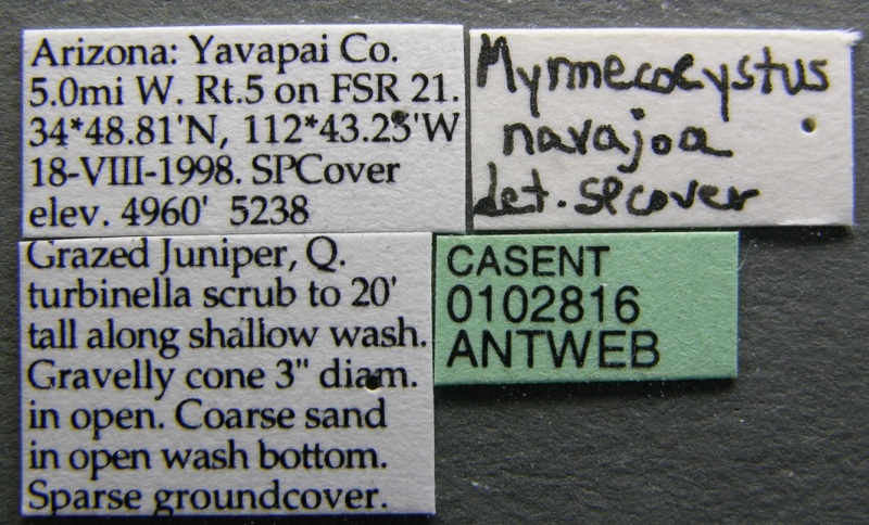 File:Myrmecocystus navajo casent0102816 label 1.jpg