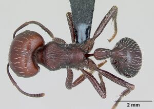 Pogonomyrmex lobatus casent0172684 dorsal 1.jpg