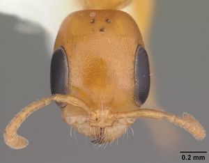 Pseudomyrmex pallidus casent0103890 head 1.jpg