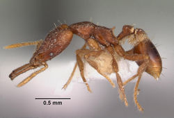 Strumigenys sytaria casent0102564 profile 1.jpg