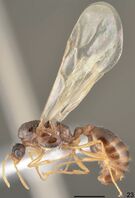 Tetramorium bellerophoni F23.jpg