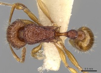 Tetramorium pilosum casent0280881 d 1 high.jpg