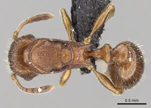 Tetramorium vony casent0443714 d 1 high.jpg