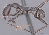 Aphaenogaster atlantis casent0913107 p 1 high.jpg