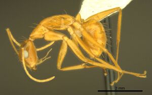 Camponotus micronesicus antweb1008904 p 1 high.jpg