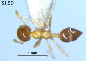 Crematogaster decamera F1.5D.jpg