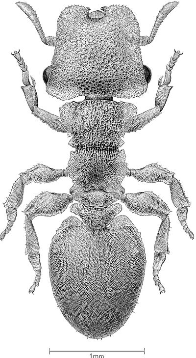 Cephalotes olmecus - AntWiki