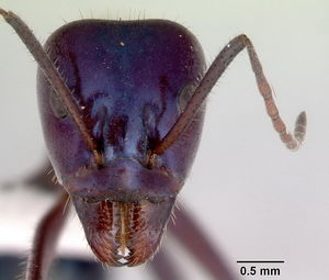 Iridomyrmex lividus head view