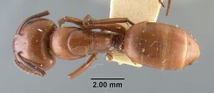 MCZ-ENT00021535 Camponotus schaefferi had.jpg