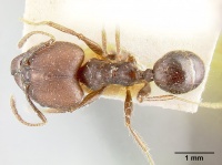 Pheidole biconstricta jtlc000014066 dorsal 1.jpg