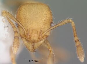 Pheidole flavens casent0104397 head 1.jpg