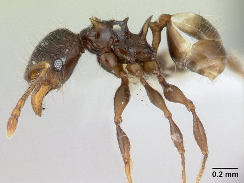 File:Pheidole sexspinosa casent0178467 profile 1.jpg