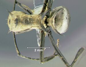 Polyrhachis-pellitaD1.6x.jpg