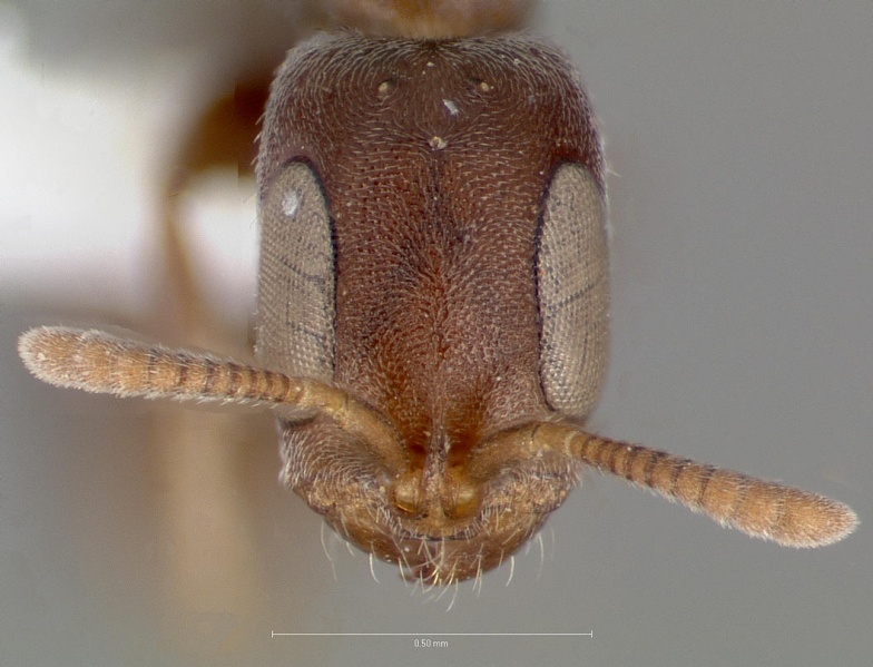 File:Pseudomyrmex caeciliae casent0005869 head 1.jpg