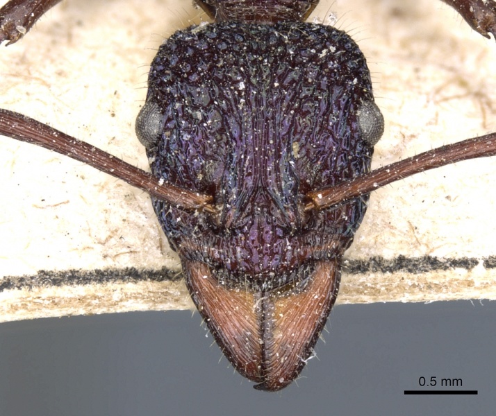 File:Rhytidoponera purpurea casent0903823 h 1 high.jpg