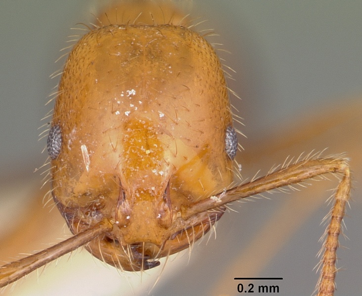 File:Solenopsis geminata casent0104935 head 1.jpg