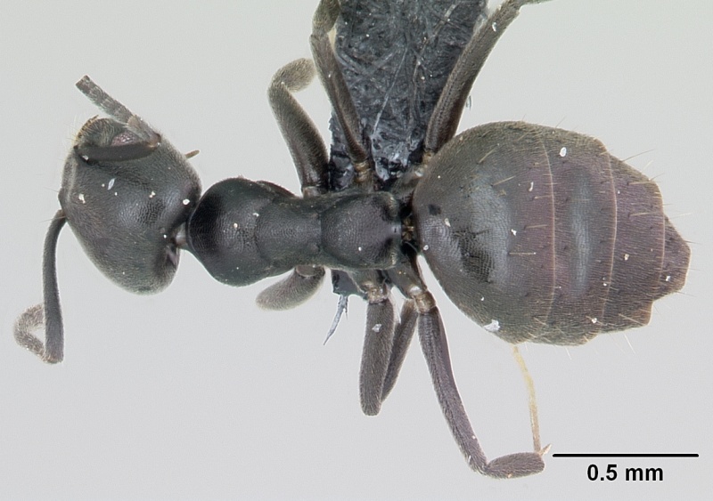 File:Technomyrmex albipes casent0055965 dorsal 1.jpg