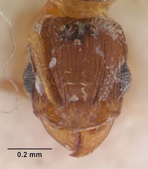 Tetramorium caldarium casent0102358 head 1.jpg