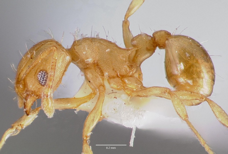 File:Wasmannia auropunctata casent0005064 profile 1.jpg