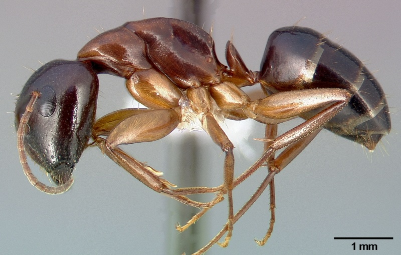 File:Camponotus clarithorax casent0005341 profile 1.jpg