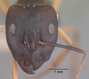 Camponotus maculatus casent0101354 head 1.jpg