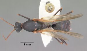 Camponotus socius casent0103714 dorsal 1.jpg