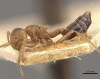 Crematogaster clydia casent0908468 p 1 high.jpg