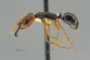 MCZ-ENT00524204 Odontomachus ruginodisl1-25.jpg