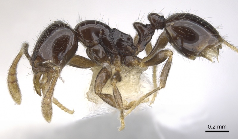 File:Monomorium invidium casent0902229 p 1 high.jpg