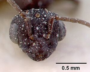 Monomorium subopacum casent0010823 head 1.jpg