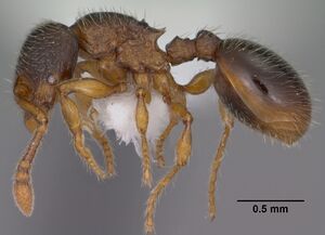 Myrmecina americana casent0102853 profile 1.jpg