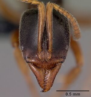 Pachycondyla ambigua casent0484649 head 1.jpg