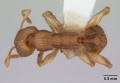 Paratopula macta casent0178560 dorsal 1.jpg