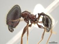 Pheidole eosimilis CASENT0619392 p.jpg