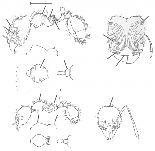 Pheidole walkeri Wilson 2003.jpg