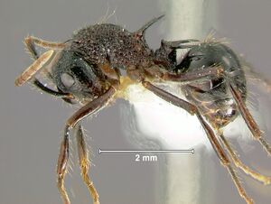 Polyrhachis-rufipesL2.5x.jpg