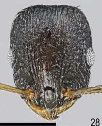 Temnothorax ikarosi F28.jpg