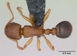 Tetramorium caldarium casent0125225 dorsal 1.jpg