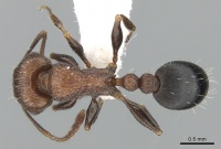 Tetramorium saudicum casent0281582 d 1 high.jpg