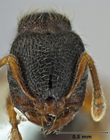 File:Vollenhovia pedestris ANIC32-066467 head 63-Antwiki.jpg