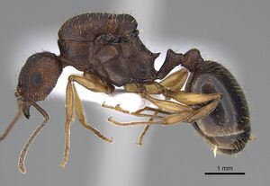 Aphaenogaster rugosoferruginea casent0914230 p 2 high.jpg